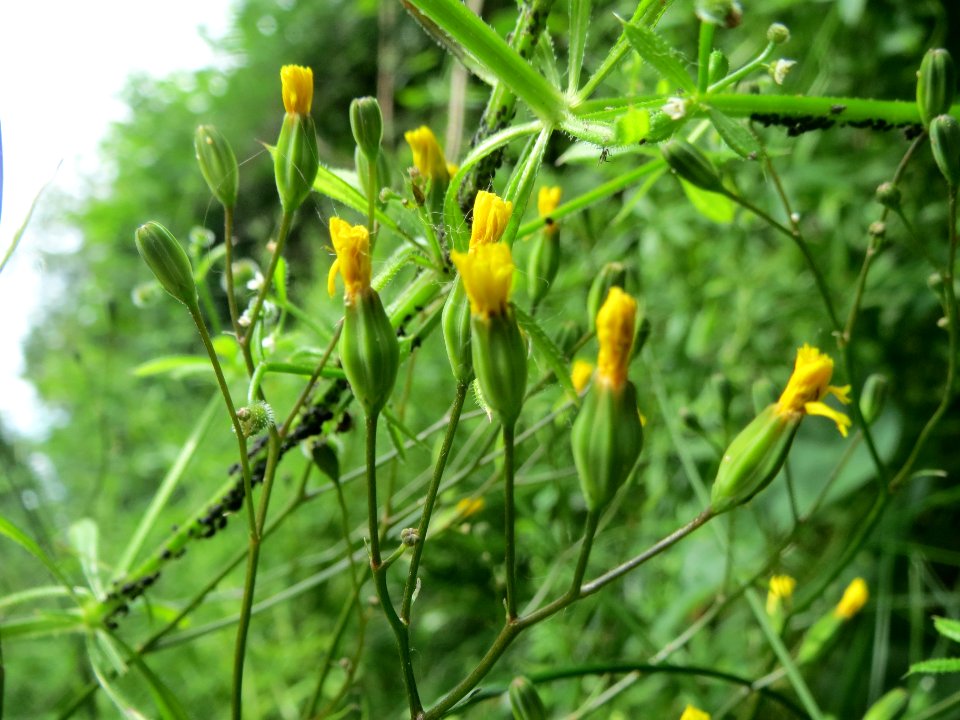 20140602Lapsana_communis