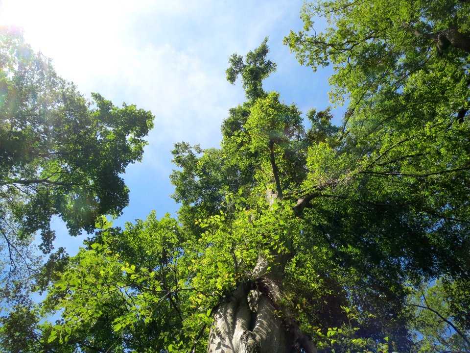 20140606Carpinus_betulus2