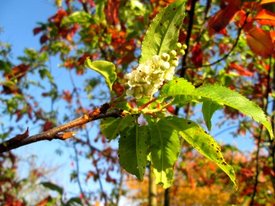 20141106Prunus_padus5