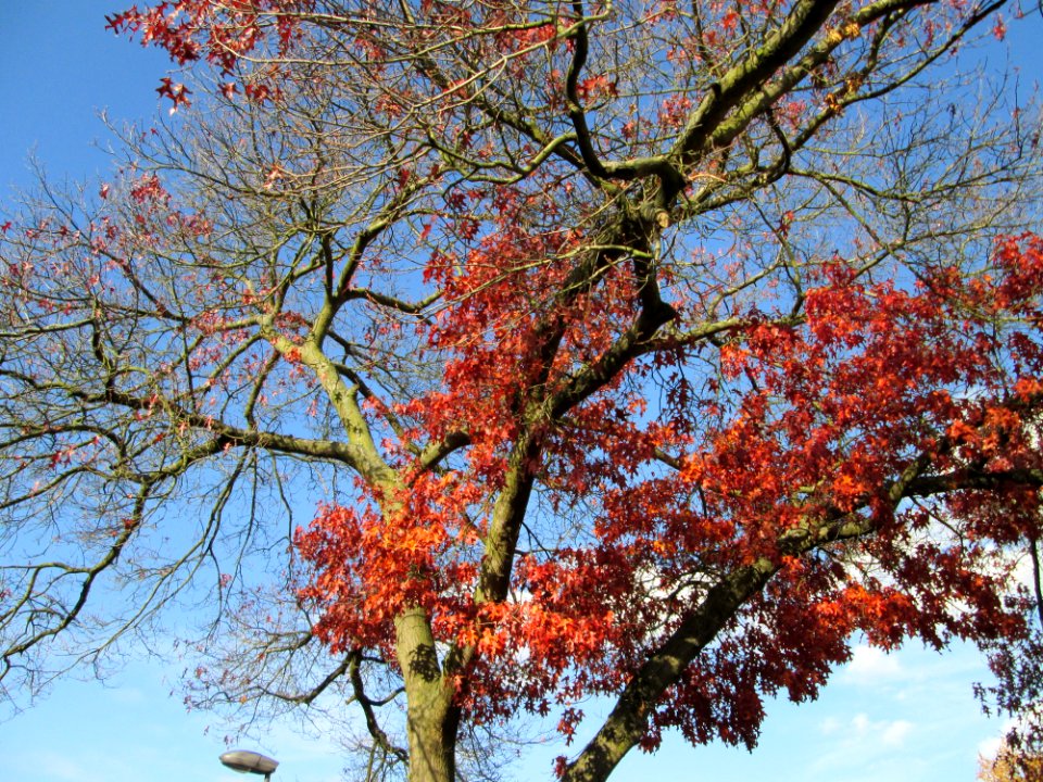 20141108Quercus_coccinea4