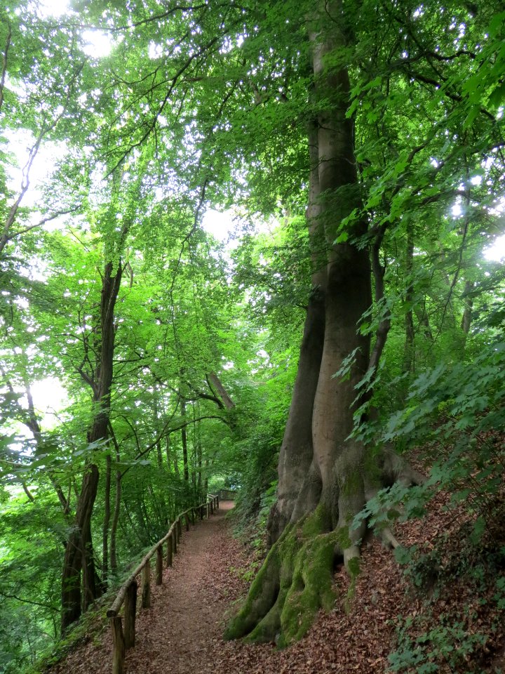 20140601Fagus_sylvatica