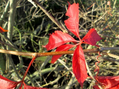 20141108Parthenocissus_quinquefolia2
