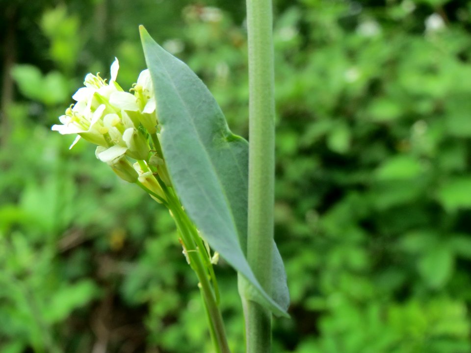 20140525Turritis_glabra1