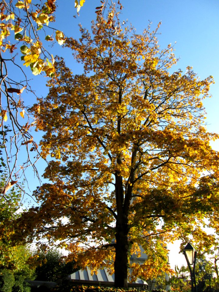 20141106Acer_platanoides1