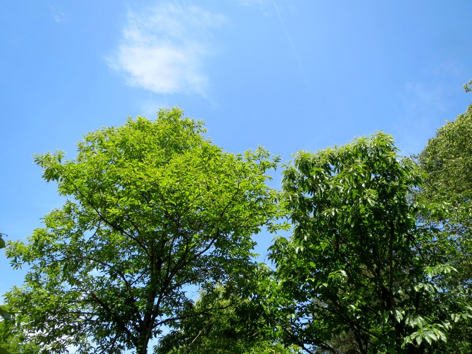 20140607Castanea_sativa3