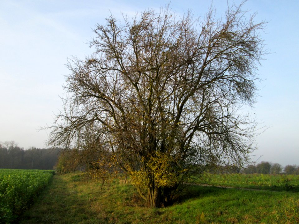 20141123Prunus_cerasifera