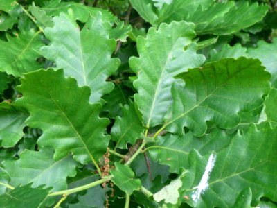 20140525Quercus_petraea4