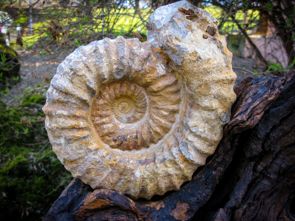 Petrified petrification prehistoric times