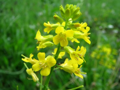 20140507Barbarea_vulgaris2