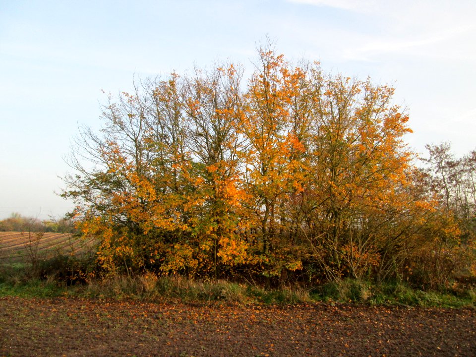 20141123Ulmus_minor1