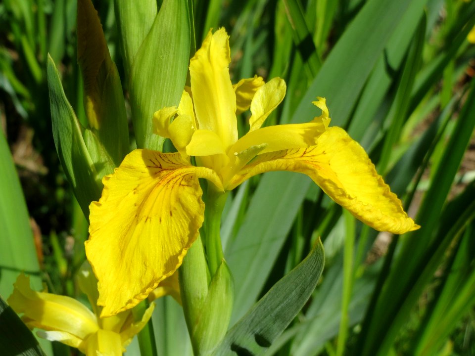 20140504Iris_pseudacorus1