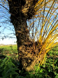 20141108Salix_alba4