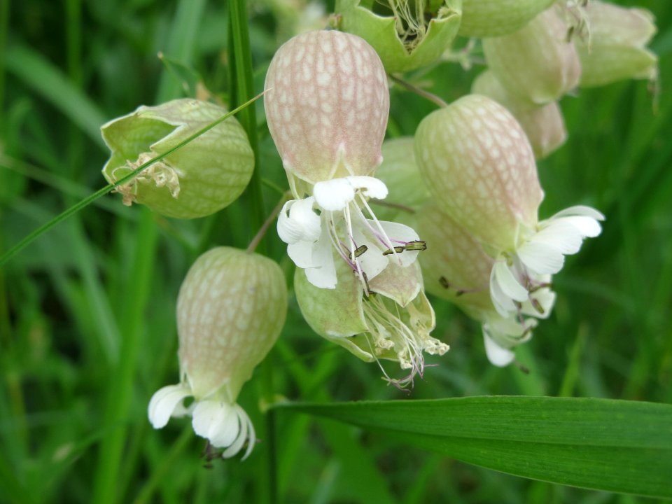 20140601Silene_vulgaris