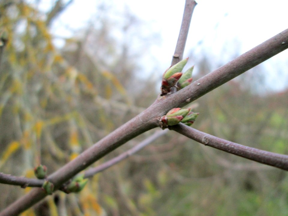 20141125Euonymus_europaeus