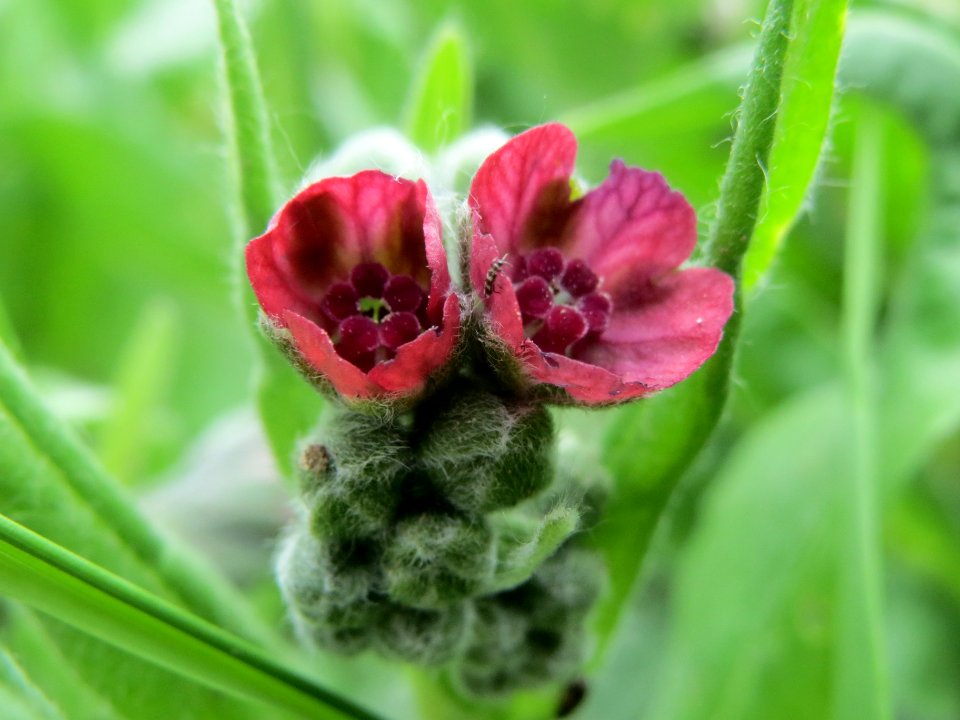20140526Cynoglossum_officinale2