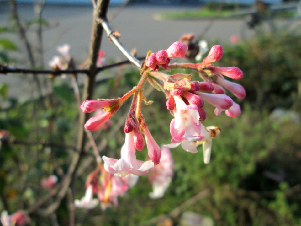 20141123Viburnum_bodnantense1