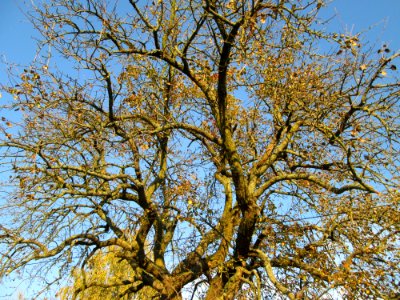 20141106Birne_Reilingen2