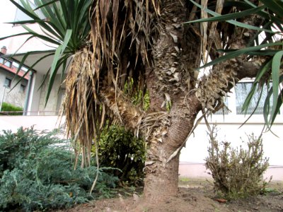 20141126Yucca_gloriosa2