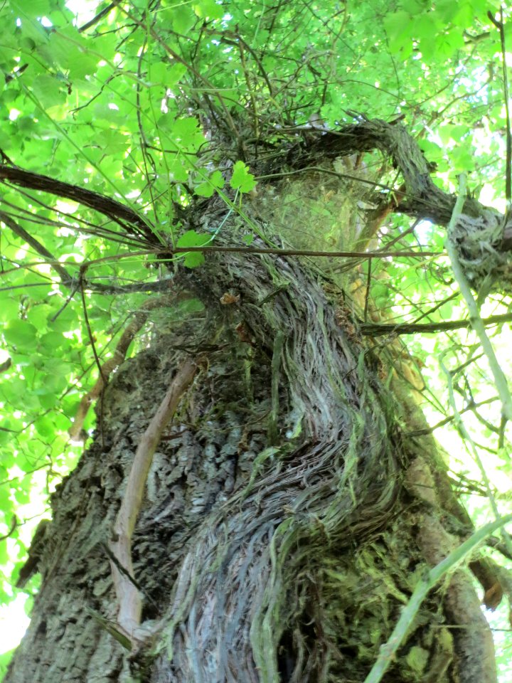 20140606Vitis_vinifera_subsp._sylvestris01