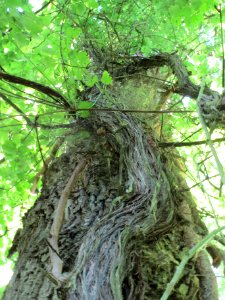 20140606Vitis_vinifera_subsp._sylvestris01