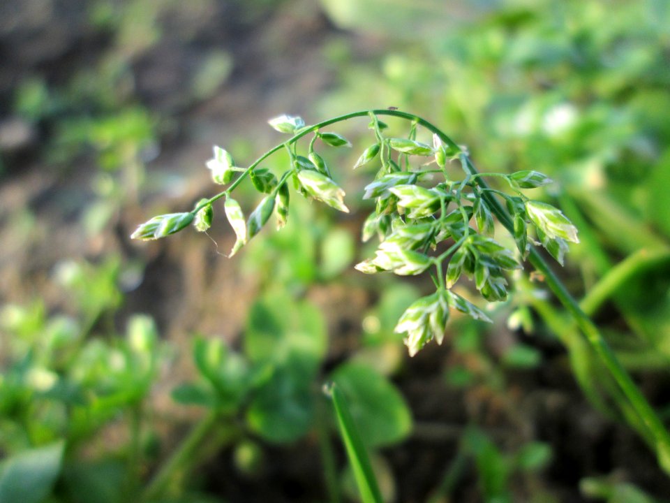 20141123Poa_annua2