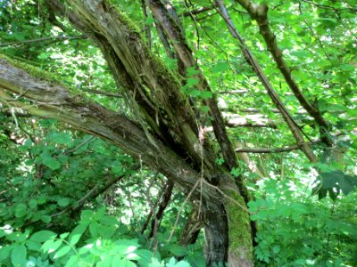 20140606Vitis_vinifera_subsp._sylvestris05