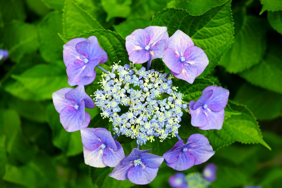 Natural flowers green