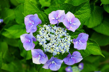 Natural flowers green photo