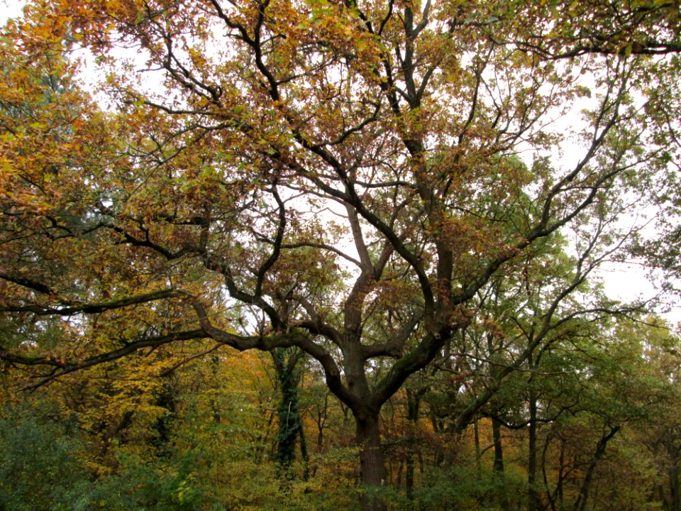 20141109Quercus_robur