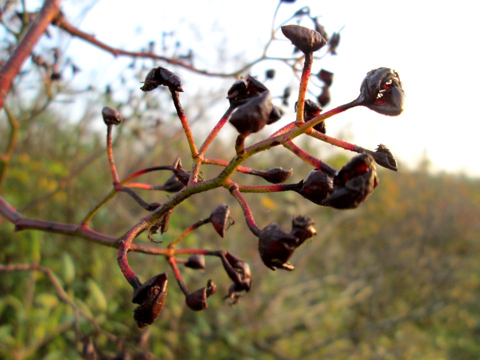 20141123Rosa_multiflora2