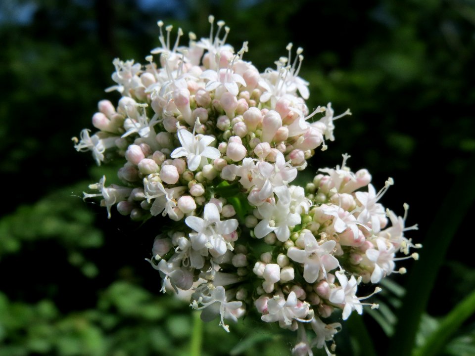 20140606Valeriana_pratensis3