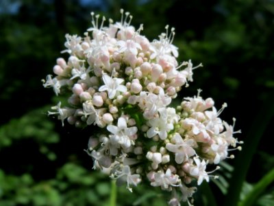 20140606Valeriana_pratensis3