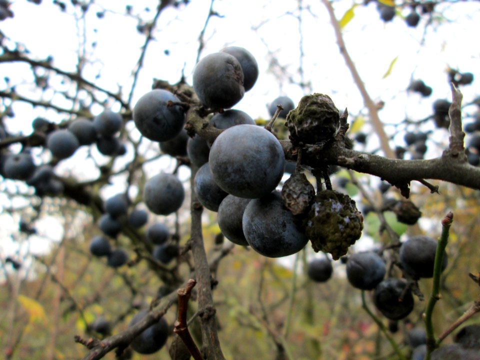 20141109Prunus_spinosa1