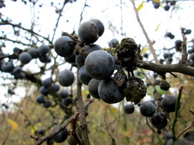 20141109Prunus_spinosa1