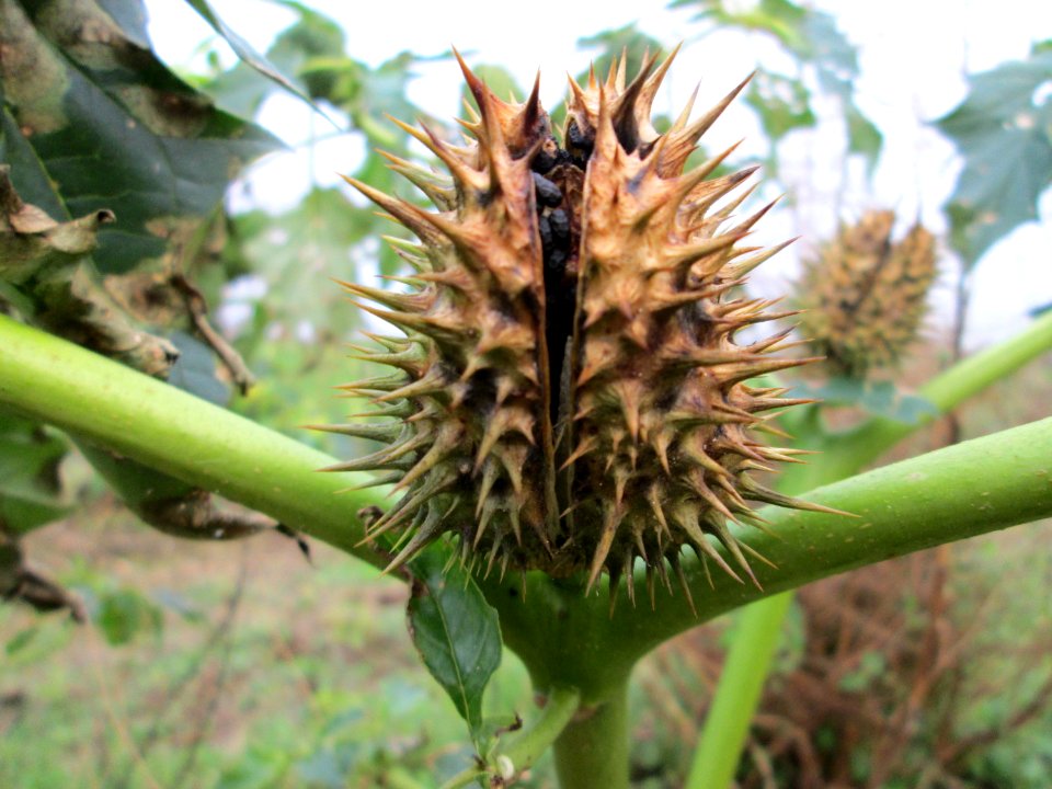 20141126Datura_stramonium2