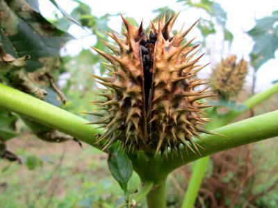 20141126Datura_stramonium2