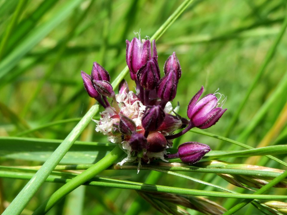 20140607Allium_scorodoprasum1