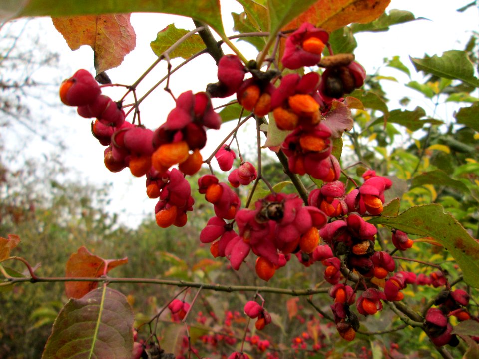 20141109Euonymus_europaeus2