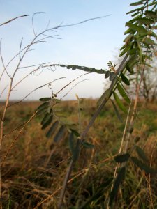 20141123Vicia_hirsuta