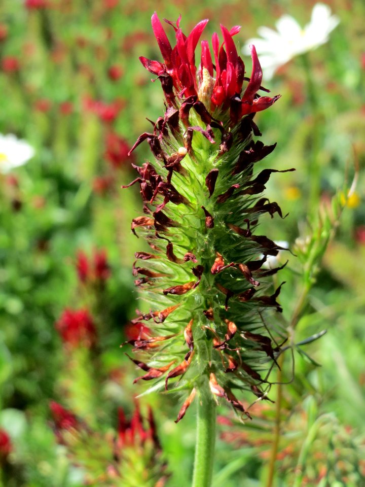 20140505Trifolium_incarnatum3