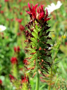 20140505Trifolium_incarnatum3