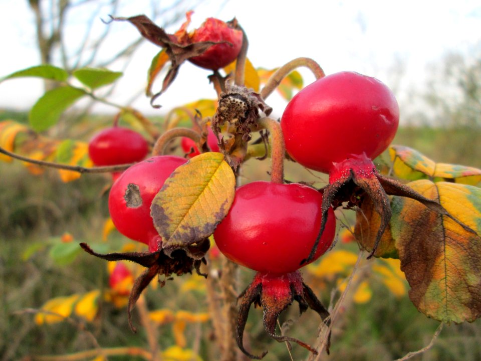 20141122Rosa_rugosa3
