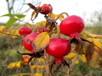 20141122Rosa_rugosa3