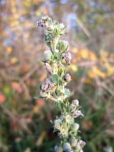 20141123Verbascum_lychnitis2