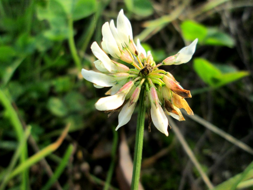 20141123Trifolium_repens