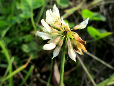 20141123Trifolium_repens