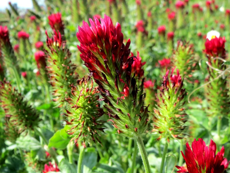 20140505Trifolium_incarnatum1
