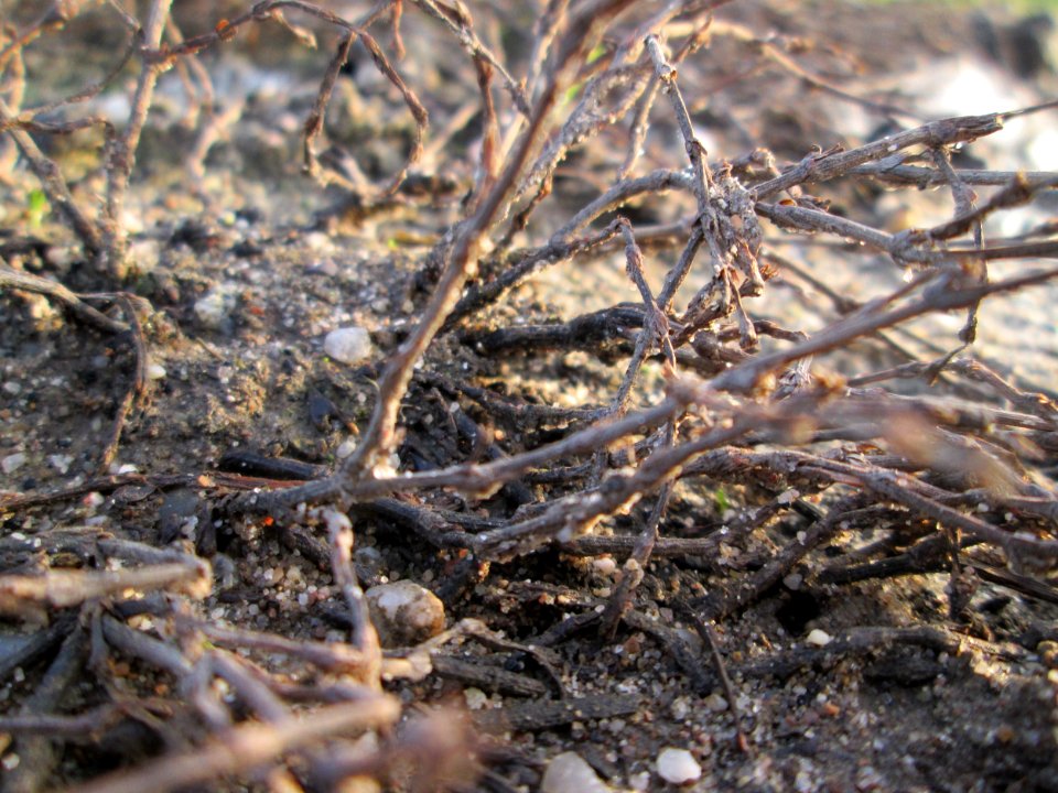 20141123Polygonum_aviculare2