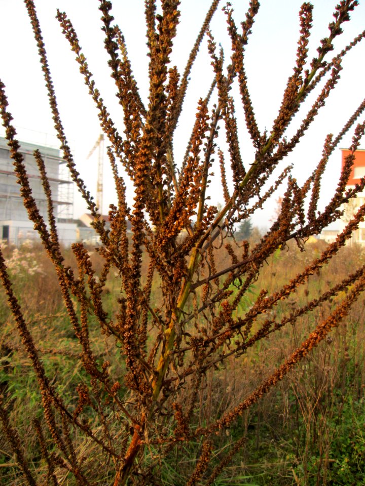 20141123Reseda_luteola1
