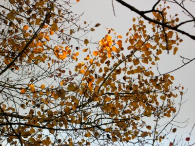 20141109Populus_tremula